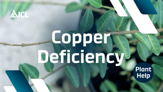 What is Copper Deficiency in plants?