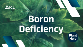 What is Boron Deficiency in plants?