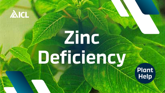 What is Zinc Deficiency in plants?