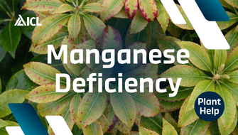 What is Manganese Deficiency in plants?