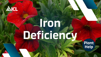 What is Iron Deficiency in plants?
