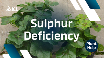 What is Sulphur Deficiency in plants?
