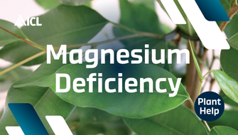 What is Magnesium Deficiency in plants?