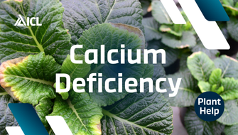 What is Calcium Deficiency in plants?