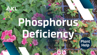 What is Phosphorus Deficiency in plants?