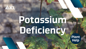 What is Potassium Deficiency in plants?