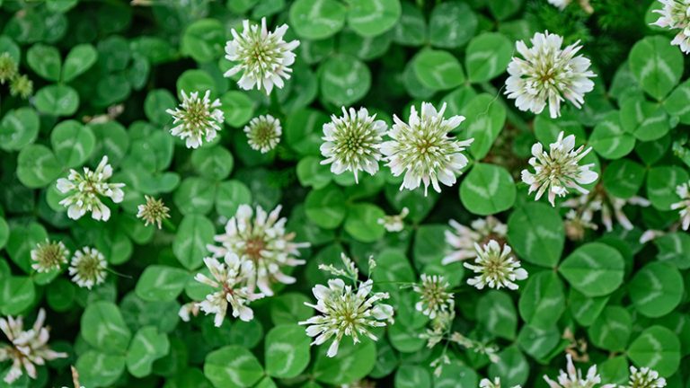 White Clover Identification Control Effective Turf Management Tips white-clover-identification-control-effective-turf-management-tips