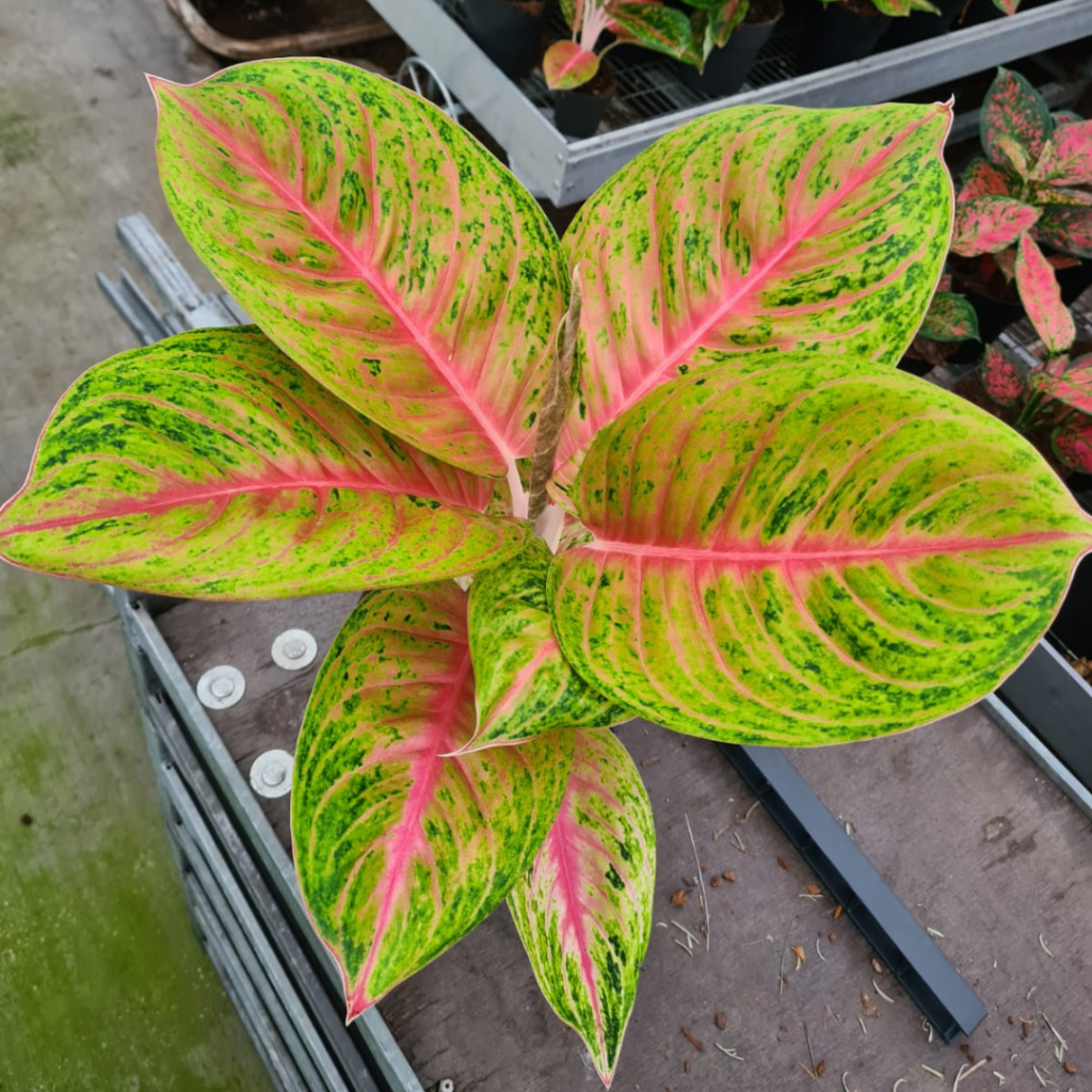 Instagramworthy plants and instant gratification ICL UK