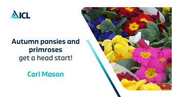 Autumn pansies and primroses – get a head start