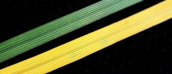Delaying Leaf Senescence Under Low-Light Conditions