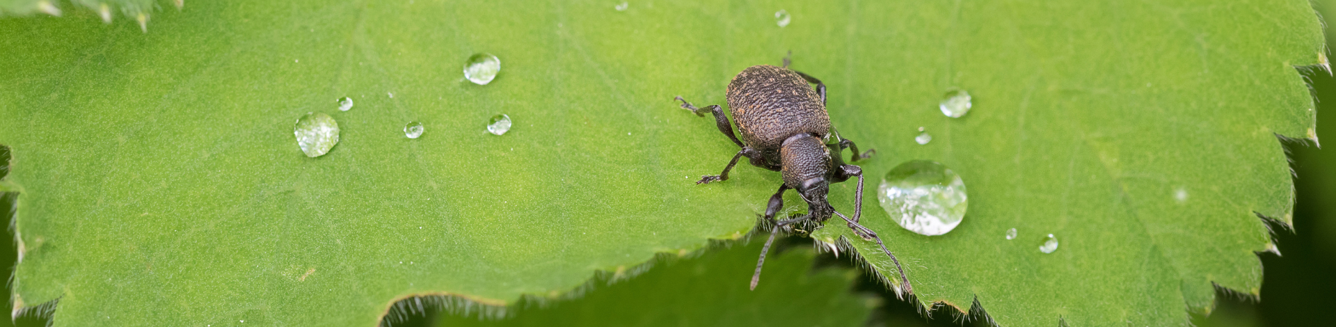 Long-lasting Vine Weevil control strategy