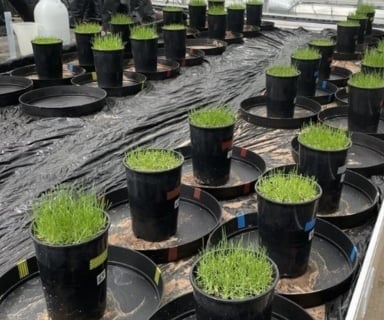 Reduced nitrate-N leaching