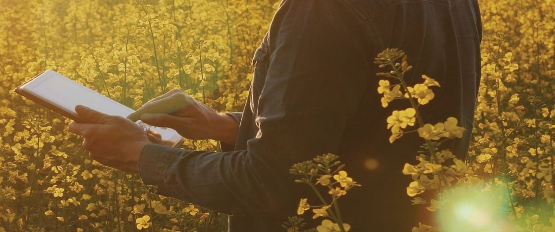 sulphur-101-why-sulphur-is-essential-for-crop-nutrition-efficiency