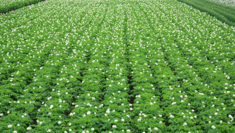 Understanding Nutrient Use Efficiency