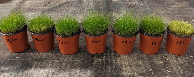 Rows of turfgrass pots used in a Bangor University trial comparing coated and uncoated urea fertilizers.