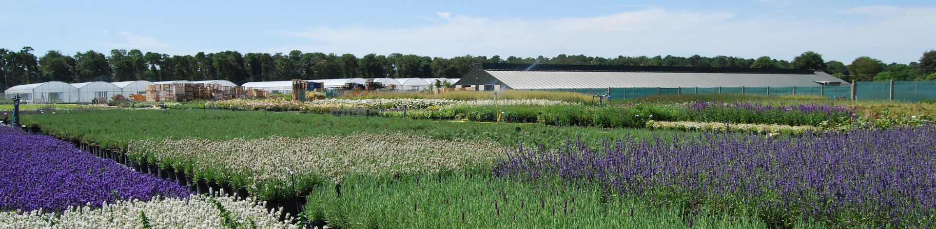 Peat-Free Growing Media Trials at Robin Tacchi Plants