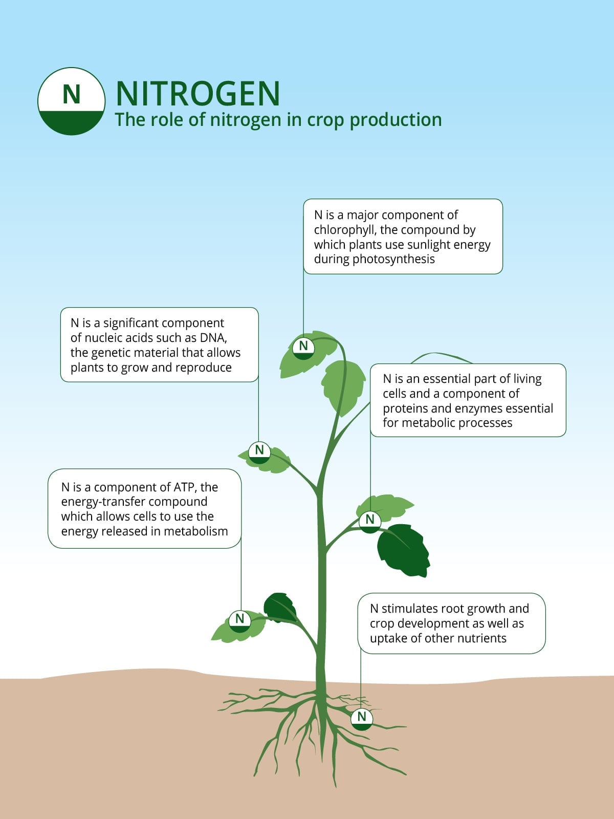Infographic illustrating the critical roles of nitrogen in plant growth, photosynthesis, DNA, and root development throughout the plant.