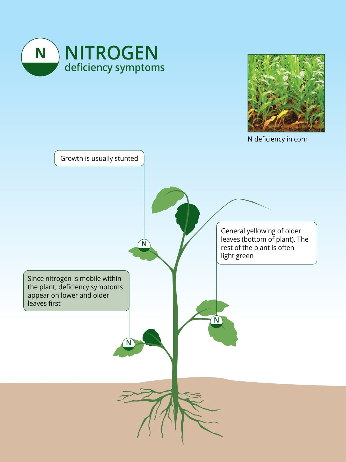 An illustration detailing nitrogen deficiency symptoms in plants, showing stunted growth, yellowing of older leaves, and an example of nitrogen-deficient corn.