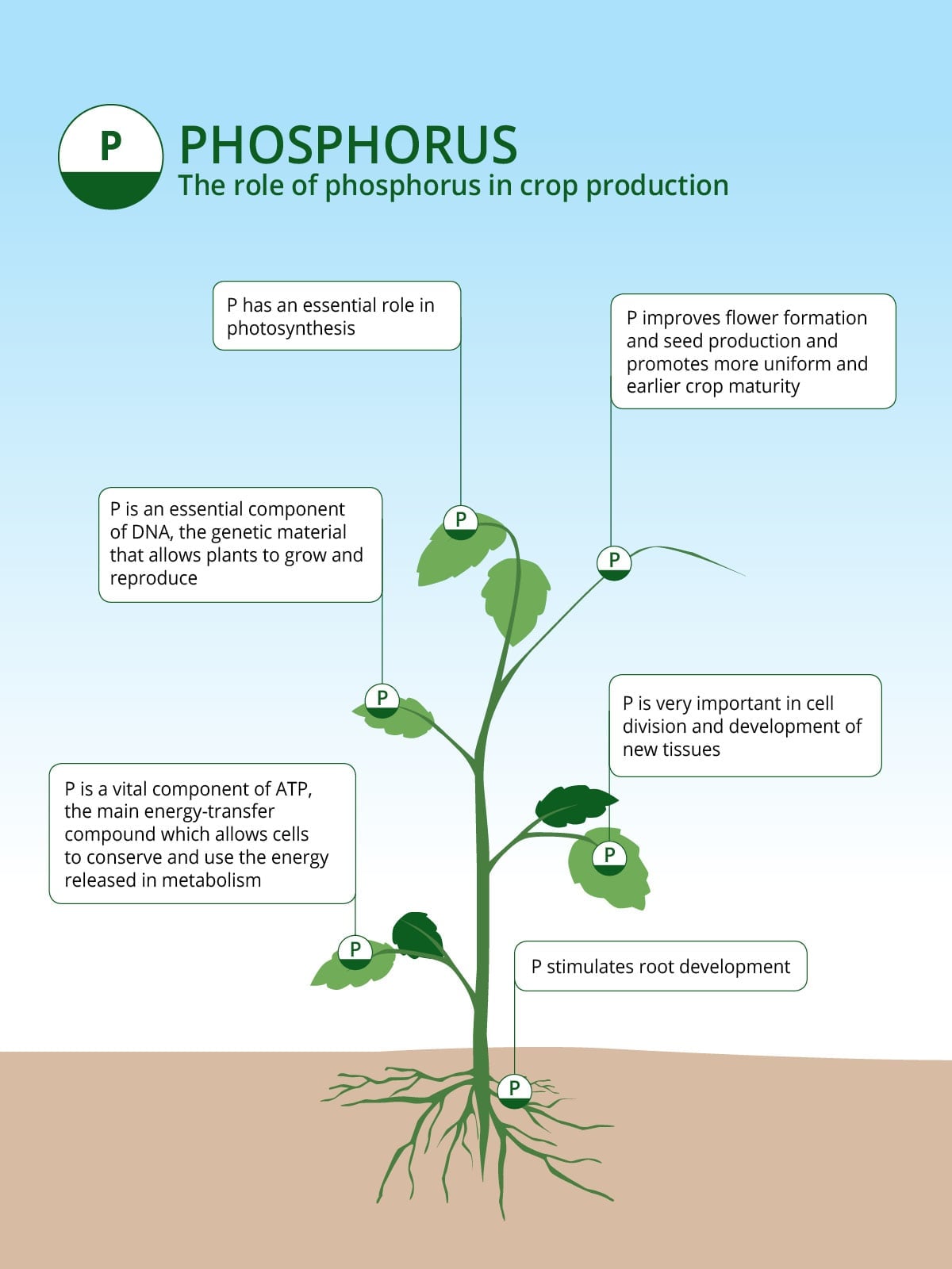 Infographic detailing the essential roles of phosphorus in plant root development, photosynthesis, and overall crop maturity.