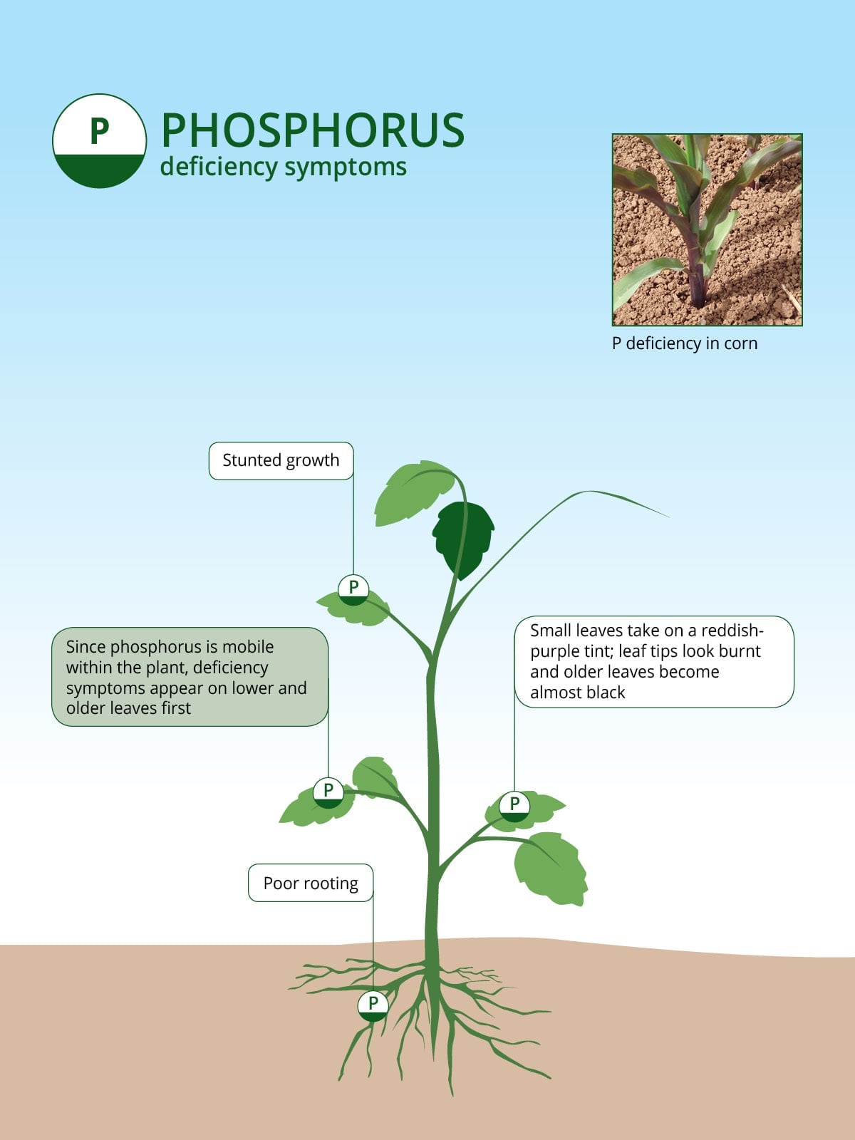 Infographic detailing phosphorus deficiency symptoms in plants, showing stunted growth, poor rooting, reddish-purple leaves, and burnt or black older leaves, with a photo of a purple-tinged corn plant.