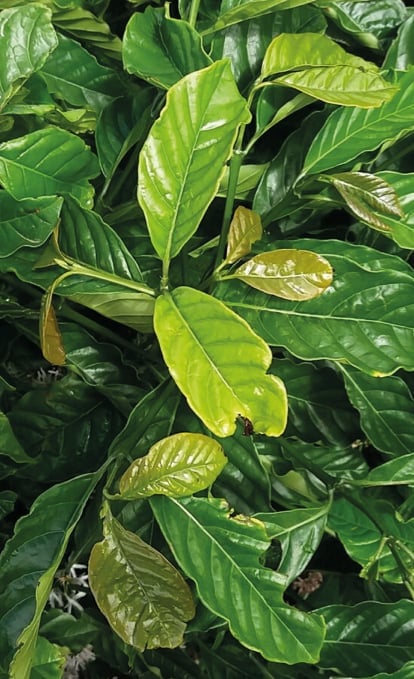 Conilon coffee plant leaves exhibiting boron deficiency, characterized by pale green and slightly distorted new growth.