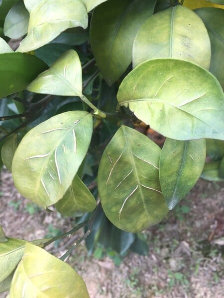 Yellowed citrus leaves displaying prominent white, corky veins, a clear symptom of boron deficiency.