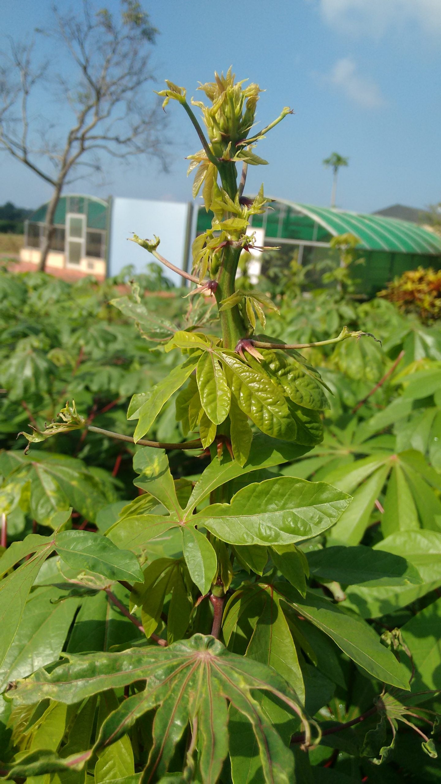 Cassava plant in India showing symptoms of boron deficiency, with stunted, yellowish new leaves and malformed older foliage.