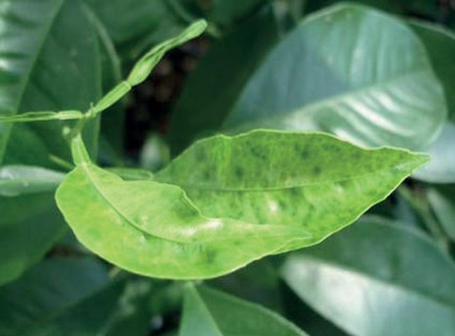 Citrus leaves displaying symptoms of copper deficiency with mottling and distortion.