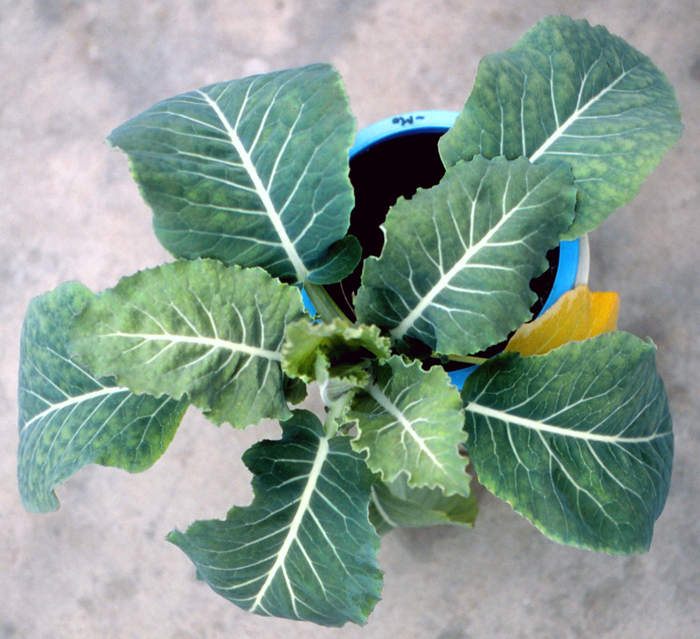 Cauliflower plant showing molybdenum deficiency symptoms — pale green leaves with interveinal chlorosis and irregular margins, indicating impaired nutrient metabolism.