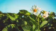 Webinar: Making the Most of Secondary Macros to Improve Potato Yield