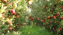Webinar: Advanced Fertility Management in Apple Production