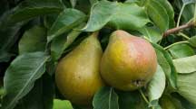 Webinar: Impact of Balanced Nutrition on Pome and Drupe Fruit Yield