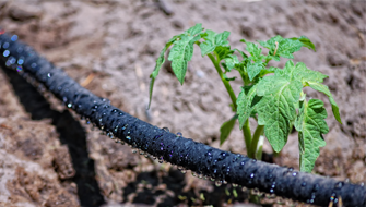 Optimizing Plant Nutrition with PeKacid