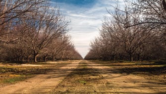 Choosing the Right Potassium Fertilizer for Nut Orchards: Post-Harvest to Early Season