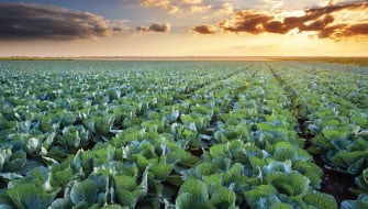How to Protect Vegetables from Salt Stress Plus Boost Yields
