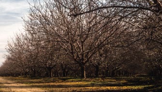 On-Demand Webinar: Rooted in Recovery—Post-Harvest Fertility for Nut Trees