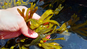 Harvesting the Strength of Seaweed
