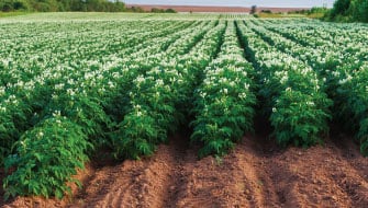 Go Beyond NPK: The Polysulphate Advantage for Potato Quality and Yield