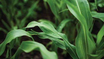 Nitrogen 101: Basic Agronomy and Crop Nutrition