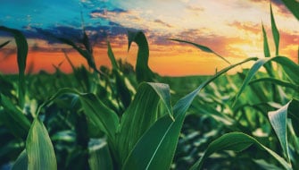 9 Crop Nutrition Problems Polysulphate Solves