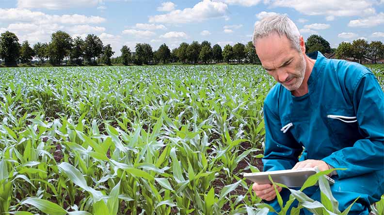An agricultural researcher in a blue lab coat examines a tablet while standing in a lush green crop field under a bright sky with scattered clouds and a line of trees in the background.