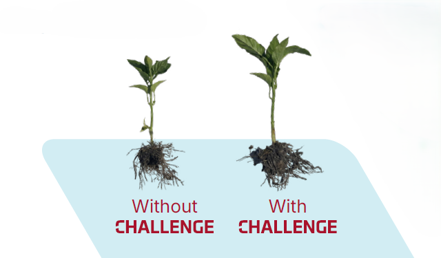 CHALLENGE - KTPP as early season phosphorus source showing bigger roots (with CHALLENGE)