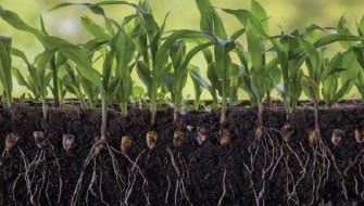 Challenging Convention on Early-Season Phosphorus