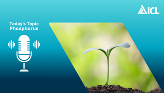 The Bottom Line Podcast | Phosphorus Availability & Fixation