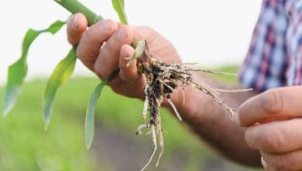Phosphorus 101: Why Phosphorus Fertilizer Is Essential for Roots, Shoot and Yields
