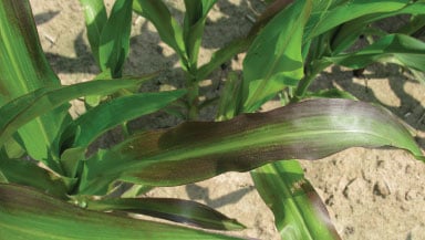 Phosphorus deficiency in corn leaf