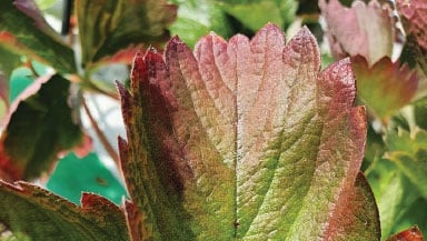 Phosphorus deficiency in strawberry leaf