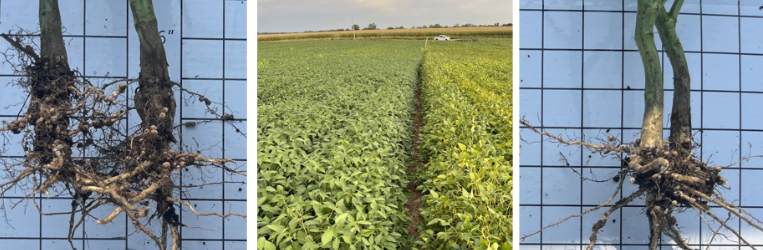 Nodule comparison of ICL foliar program showing more nodules on soybean roots vs GSP 