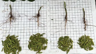 Turn a Spray Pass into Profit with Mid-Season Foliars on Soybeans