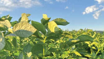 Correct Mid-Season Nutrient Gaps to Protect Potato Yield